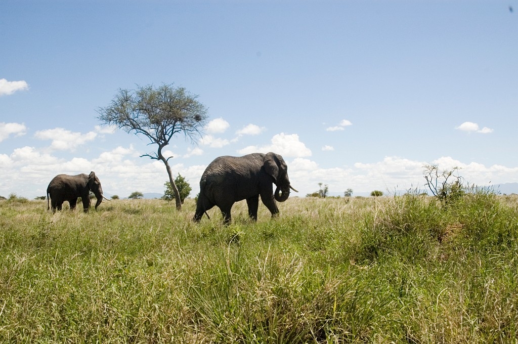 Tarangira Elefant11.jpg - African Elephant (Loxodonta africana), Tanzania March 2006